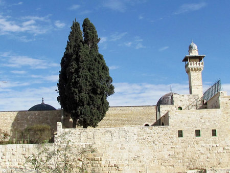 Cypress on the roof  of Al-Aqsa Mosque in the old city of Jerusalem                  