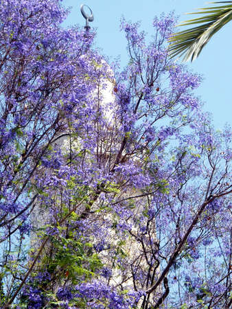 Jacaranda tree in bloom near Sidna Omar Mosque in the old city of Jerusalem, Israelの写真素材