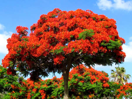 Red acacia in Edith Wolfson Park in Ramat Gan, Israelの写真素材