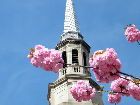The Sakura Branch in front of  Church tower in Washington DC, USAのeditorial素材