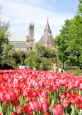 Carpet of red tulips on the background of Parliament in Ottawa, Canadaのeditorial素材