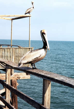 Two Pelicans in mooring in sunny day in Florida USAの写真素材