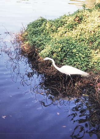 White Heron isolate on the river in Florida USAの写真素材