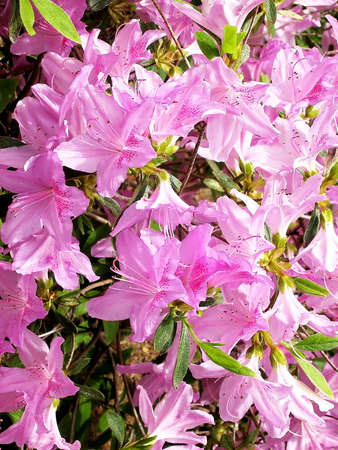 Azalee Blossom in garden in Washington DC, USAの写真素材