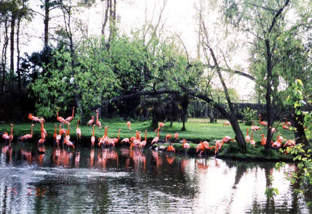 Pink flamingos on a pond in New Orleans, in 2002, Louisiana, USAのeditorial素材