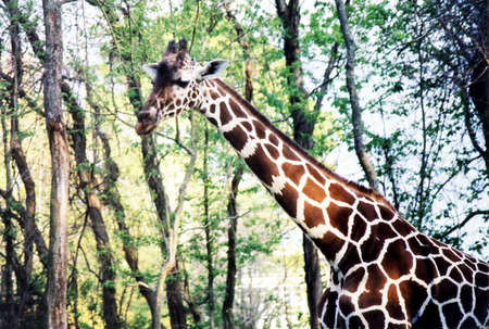 Big giraffe in New Orleans, in 2002, Louisiana, USAのeditorial素材