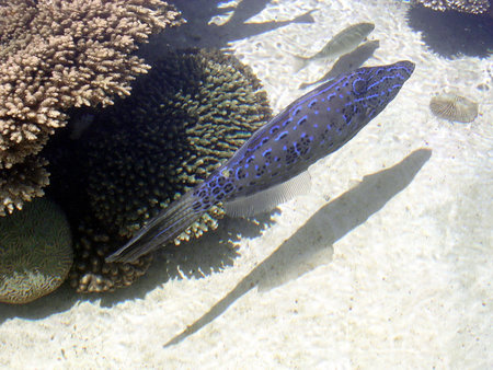 The beautiful blue fish in Eilat Oceanarium, Israel
