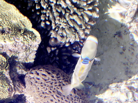 Big Fish sunny day in Eilat Oceanarium in Israel