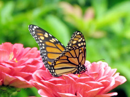 Monarch Butterfly on flowers in High Park of Toronto, Canadaの写真素材