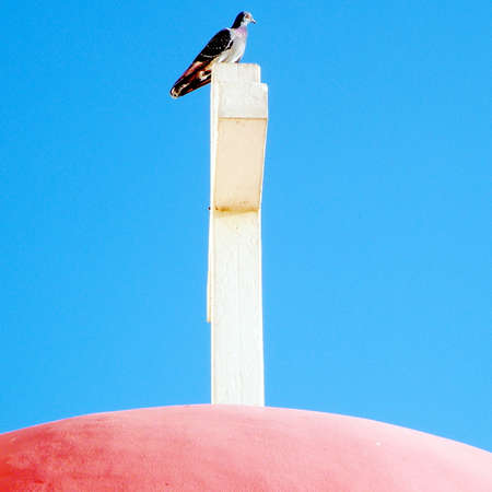Dove on the cross of Greek Orthodox Church in Kapernaum, Israelの写真素材