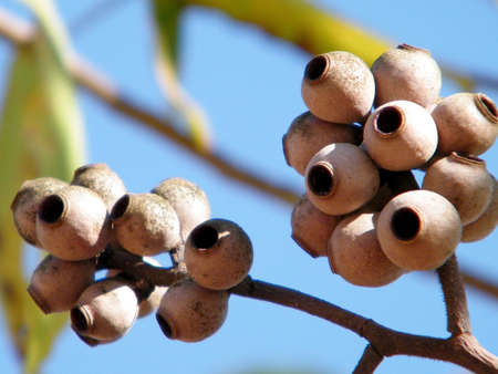 Eucalyptus torelliana branch in Kiryat Ono, Israelの写真素材