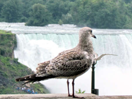 The gull on background of American Niagara Falls, view  from Canadaの写真素材