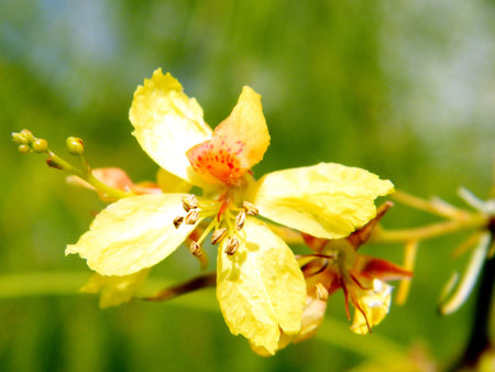 Parkinsonia aculeata flower in Or Yehuda, Israel
