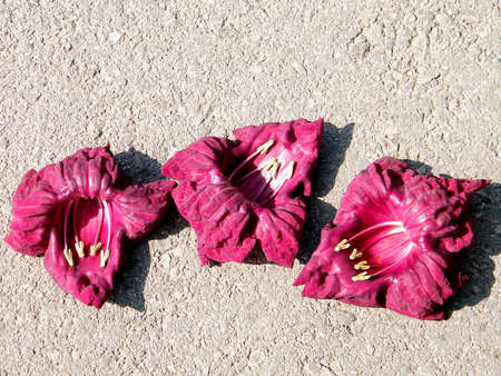 Sausage Tree flower petals on the sidewalk in Or Yehuda, Israelの写真素材