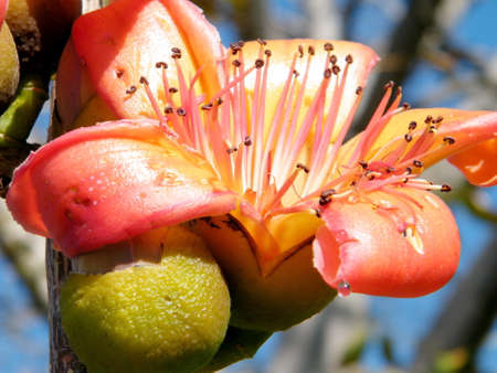 Big Orange flower of Bombax ceiba tree in Edith Wolfson Park in Ramat Gan, Israelの写真素材
