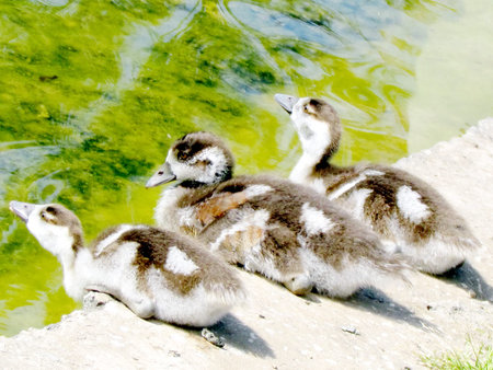 Three chicks of Egyptian Geese on a pond of Wolfson Park in Ramat Gan, Israel