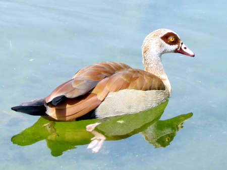 Egyptian geese isolated swims on a pond of Wolfson Park in Ramat Gan, Israelの写真素材