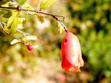 Pomegranate flower isolated in Edith Wolfson Park in Ramat Gan, Israelの写真素材