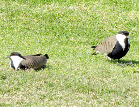 Two lapwings resting on grass in Ramat Gan Park, Israel