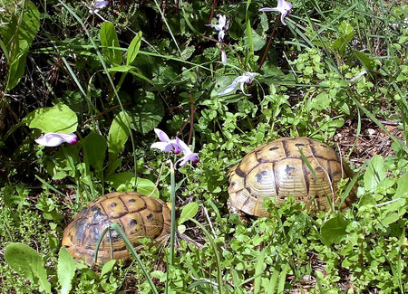 Cyclamens and Turtles in Shoham,Israel