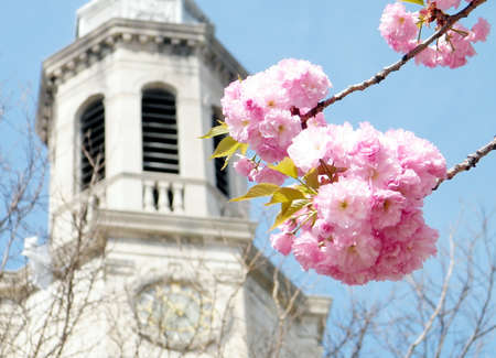 Sakura near Presbyterian Church in Washington DC, USAの写真素材