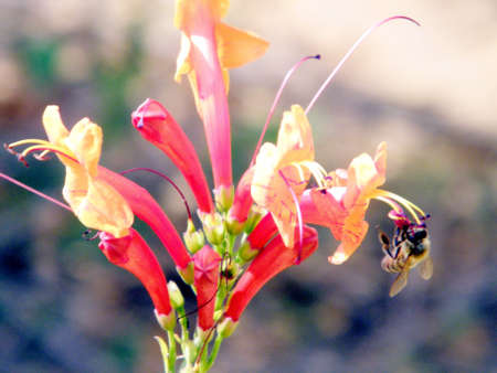 Bee and Honeysuckle flower in Or Yehuda, Israelの写真素材