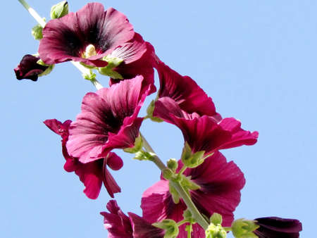 Vinous Bristly Hollyhock flower in Or Yehuda, Israelの写真素材