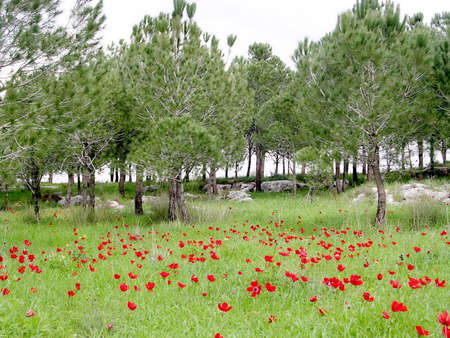 Crown Anemone and pine in Shoham forest park, February 2004 Israelの写真素材