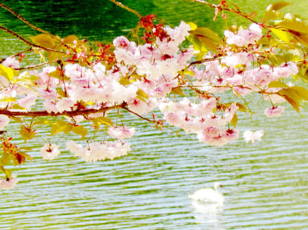 Sakura and svan in High Park of Toronto, Canadaの写真素材