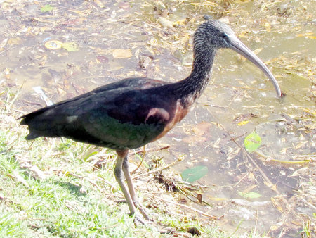 The Ibis on the bank of the pond of Ramat Gan Park, Israelの写真素材