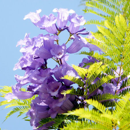 Purple Blooming Jacaranda in Or Yehuda, Israelの写真素材
