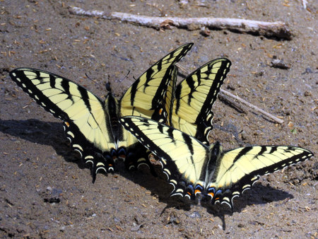 Three Eastern Tiger Swallowtail on the banks of the Potomac River near Washington DCの写真素材