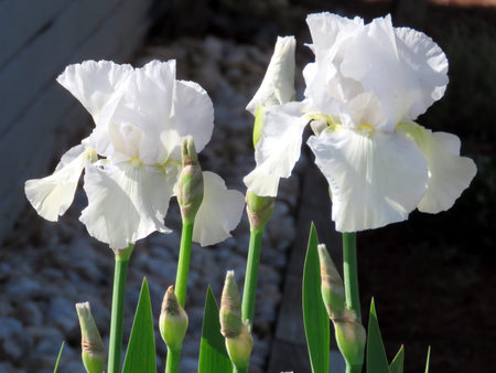 The white gladiolus in South Bethany Delaware