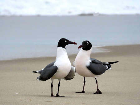 Segulls on the South Bethany Beach in Delawareの写真素材