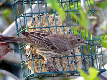 The Female Purple Finch in South Bethany Delaware