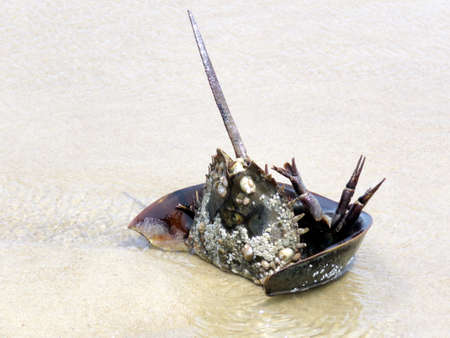 The Horseshoe crab on the South Bethany Beach in Delaware, Usaの写真素材