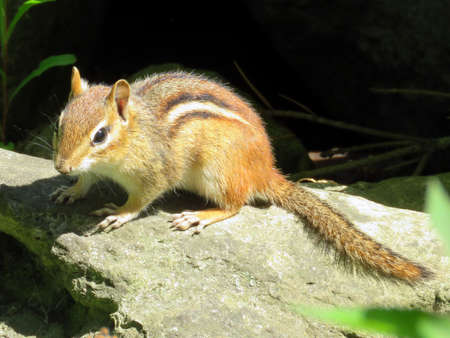 Chipmunk in High Park of Toronto Ontario, Canadaの写真素材