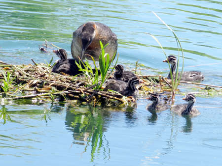 Red-necked grebe and chicks in nest on the Lake Ontario in Humber Bay Park of Toronto, Canadaの写真素材