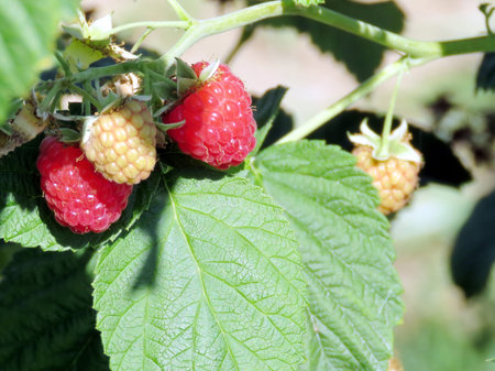The raspberry bush on field of farm in Markham Ontario, Canada