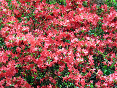Red azalea flowers in South Bethany, Usaの写真素材