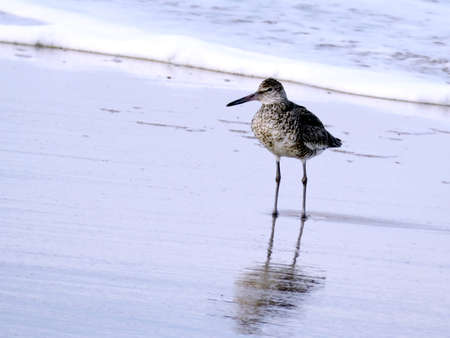 The common greenshank on a beach in South Bethany, USAの写真素材