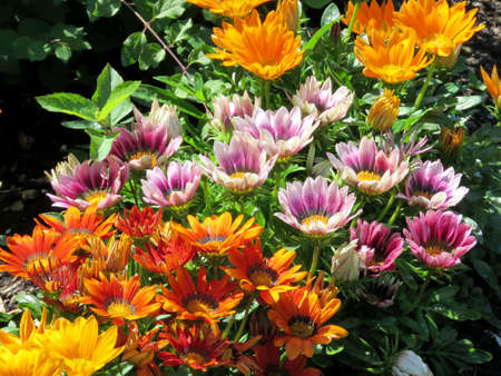 Carpet of daisies in garden on bank of the Lake Ontario in Toronto, Canadaの写真素材