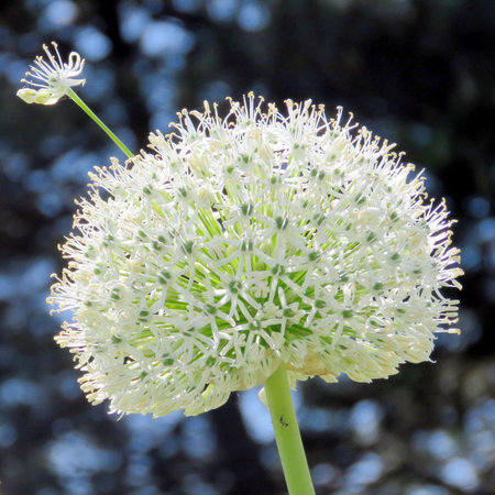 White Agapanthus flower in Humber Bay Park on bank of the Lake Ontario in Toronto, Canada