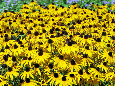 Yellow daisies in High Park of Toronto, Canada, August 23, 2016の写真素材