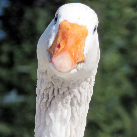 The portrait of White Goose on bank of the Lake Ontario in Toronto, Canada