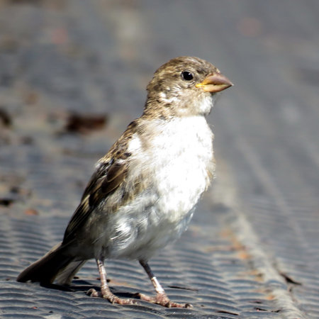 The sparrow on bank of the Lake Ontario in Toronto, Canada