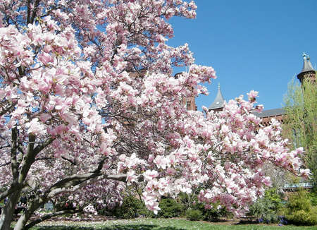 Pink Magnolia Blossoms near Smithsonian in Washington DC, USAのeditorial素材