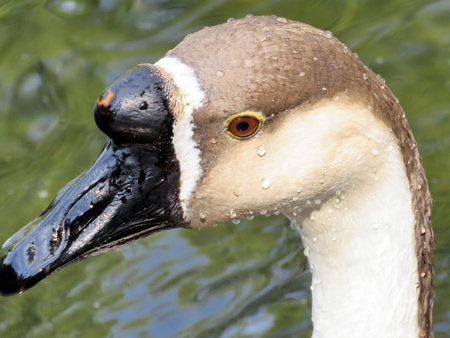The portrait of Chinese Swan Goose on bank of the Lake Ontario in Toronto, Canadaの写真素材