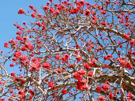 Blossom of Coral Tree in Ramat Gan, Israel, March 15, 2011の写真素材