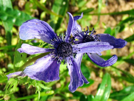 Crown Anemone in Or Yehuda, Israel, March 23, 2012の写真素材